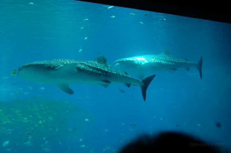 GA Aquarium 0006_1.JPG - Ralph and Norton, the aquarium's signature Whale Sharks, prowl for food.